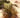 Yucca campestris