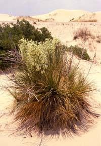 Yucca campestris