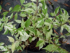 Callicarpa dichotoma 'Splashy' variegated purple beautyberry, green leaves splashed and streaked with creamy white on arching branches.