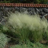 Muhlenbergia capillaris 'White Cloud', white muhly grass, airy cloud of fine white flowering plumes above wiry foliage