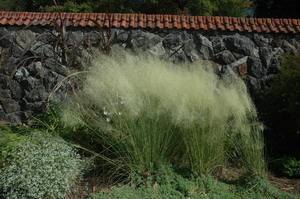 Muhlenbergia capillaris 'White Cloud', white muhly grass, airy cloud of fine white flowering plumes above wiry foliage