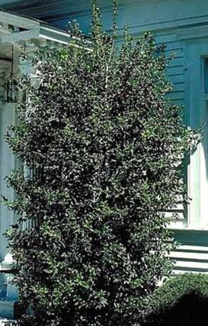 Ilex 'Edward J. Stevens', male hybrid holly, lustrous dark green lightly spined evergreen leaves on a dense pyramidal shrub