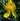 Hypericum stans