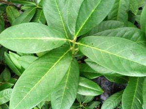 Prunus laurocerasus 'Parkway', English laurel, large glossy evergreen leaves.