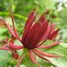 Calycanthus floridus 'Michael Lindsey', Carolina allspice, reddish-brown fragrant flower among glossy green leaves.
