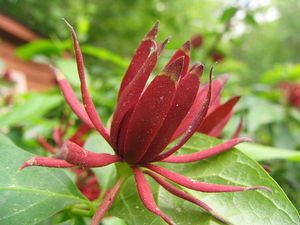 Calycanthus floridus 'Michael Lindsey'