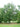 Quercus acutissima 'Gobbler'