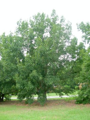 Quercus acutissima 'Gobbler'