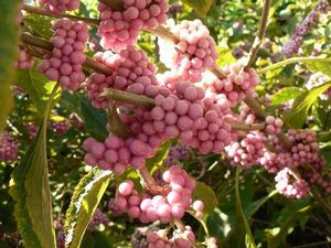 Callicarpa americana 'Welch's Pink', pink beautyberry, clear pink berry clusters on arching stems