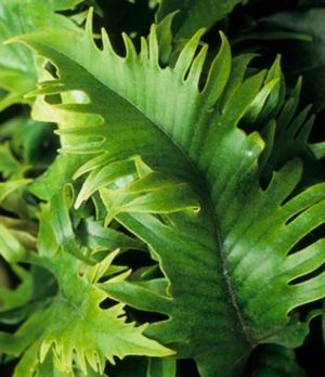 Pyrrosia lingua 'Kei Kan' cockscomb tongue fern with thick leathery crested green fronds
