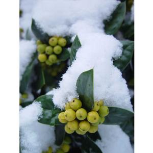Ilex cornuta 'D'Or'