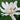 Calycanthus hybridus ‘Venus’