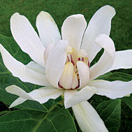 Calycanthus 'Venus' sweetshrub, broad white magnolia-like flower with a purple-flushed center