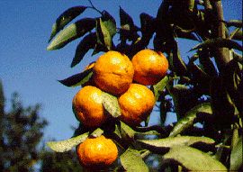 Citrus reticulata ("tangerina")
