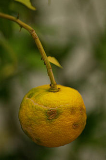 Citrus 'Rangpur', Rangpur lime, round deep-orange tangerine-like fruits on an evergreen tree.