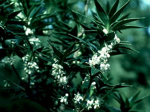 Osmanthus heterophyllus 'Sasaba', bamboo-leaf holly osmanthus, dark glossy leaves cut into spiny lobes pointing every direction.