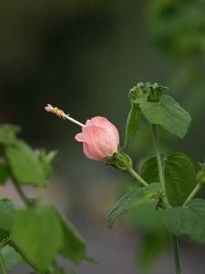 Malvaviscus drummondii 'Pam Puryear'