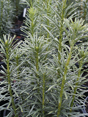 Cephalotaxus harringtonia 'Fastigiata', columnar Japanese plum yew with upright whorled needles