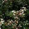 Viburnum obovatum Compactum dwarf evergreen shrub in bloom