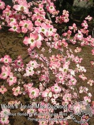Cornus florida 'Welch's Junior Miss'