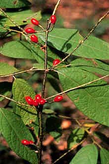 Lindera akoensis Taiwan evergreen spicebush, glossy deep green elliptical aromatic leaves