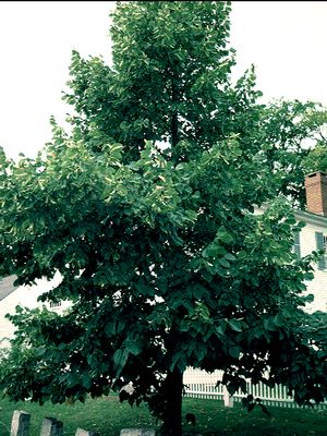 Tilia caroliniana