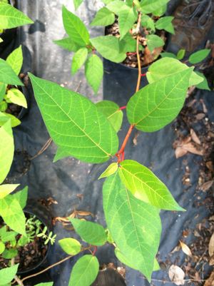 Ficus heterophylla, the different-leaved fig, glossy dark green pointed leaves on red petioles