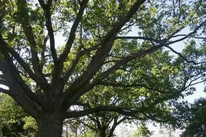 Quercus alba 'Grandchildren of Wye Oak' white oak, a broad-canopied native shade tree with lobed blue-green leaves