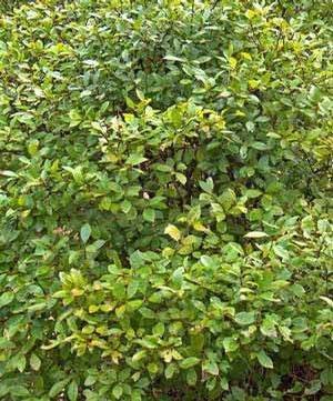 Ilex 'Apollo', male hybrid winterberry, deciduous green foliage on an upright shrub grown as a winterberry pollinizer