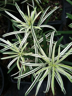 Podocarpus macrophyllus 'Okina'