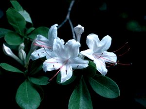 Rhododendron arborescens 'Early' sweet azalea, fragrant white April flowers with long red stamens.