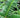 Torreya sp. "Spread Eagle"