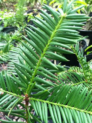 Torreya sp. "Spread Eagle"