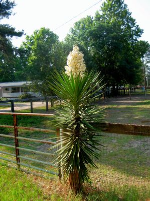Yucca aloifolia