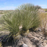 Yucca constricta Buckley Yucca with greenish-white flowers