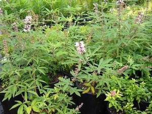 Vitex agnus-castus "Salinas Pink"