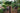 Trachycarpus wagnerianus