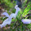 Conradina sp. Styx River rosemary, a low ground-hugging shrub with needle-like foliage and purple flowers