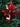 Quercus coccinea