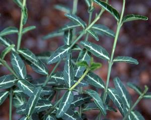 Euonymus fortunei 'Wolong Ghost', dark green pointed leaves netted with silver-white veins, evergreen groundcover