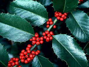 Ilex x koehneana 'Hohman' chestnut-leaf holly, a large pyramidal evergreen with big glossy serrated leaves and red berries.