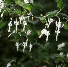 Ribes curvatum granite gooseberry, arching stems with small white elongated-petaled flowers.