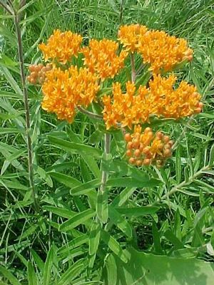 Asclepias tuberosa