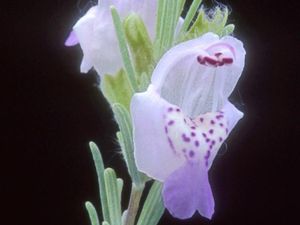 Conradina brevifolia