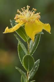 Hypericum edisonianum, Edison's St. John's Wort, four-petaled yellow flowers and gray-green leaves on a colony-forming Florida shrub