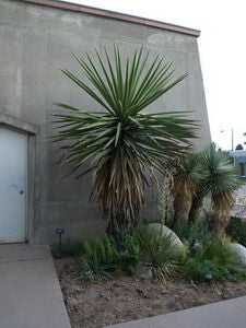 Yucca faxoniana