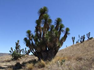 Yucca periculosa