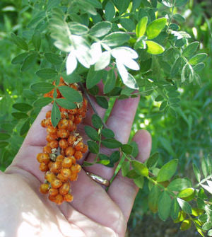 Rhus microphylla littleleaf sumac, fine feathery foliage and orange-red berry clusters.