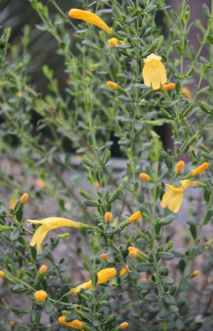 Clinopodium coccineum 'Amber Blush'
