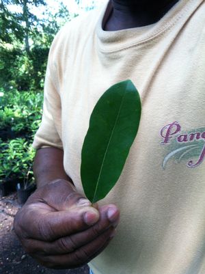 Magnolia virginiana var. pumila dwarf sweetbay, small silver-backed leaves on a low colony-forming shrub